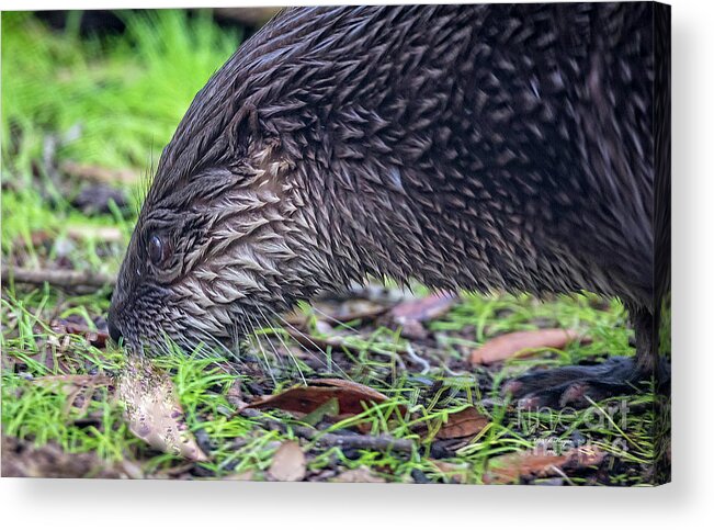 Nature Acrylic Print featuring the photograph River Otter Astray by DB Hayes