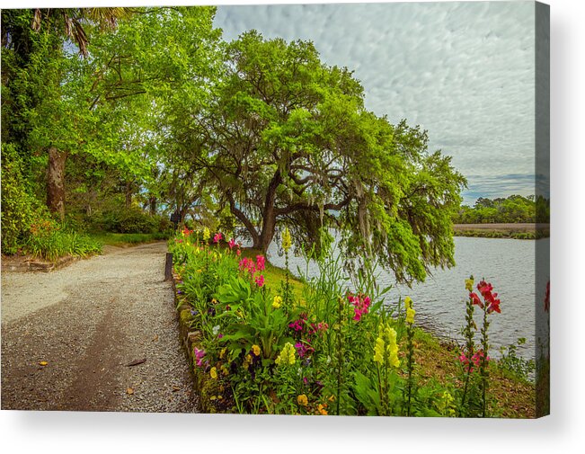 Tree Acrylic Print featuring the photograph River Path II by Steven Ainsworth