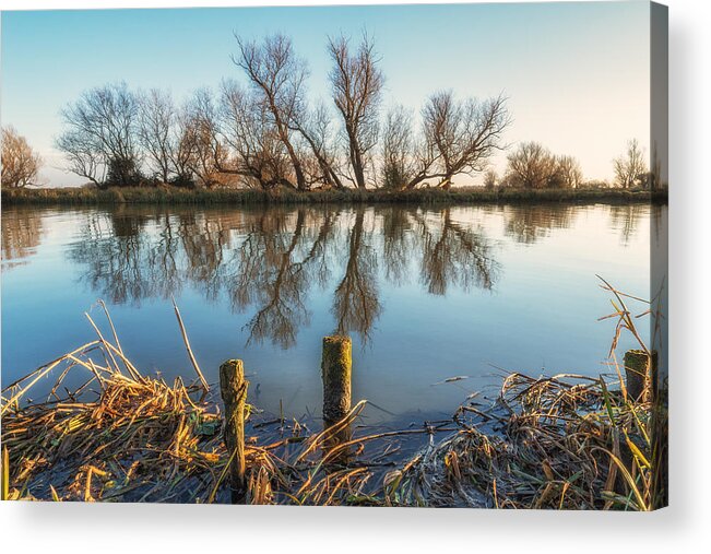 Tree Acrylic Print featuring the photograph Riverside trees by James Billings