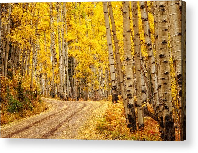 Aspens Acrylic Print featuring the photograph Road to Gold by Elin Skov Vaeth