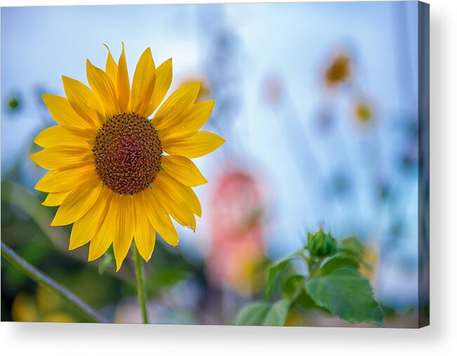 Brentwood Acrylic Print featuring the photograph Roadside Flower 2 by Robin Mayoff