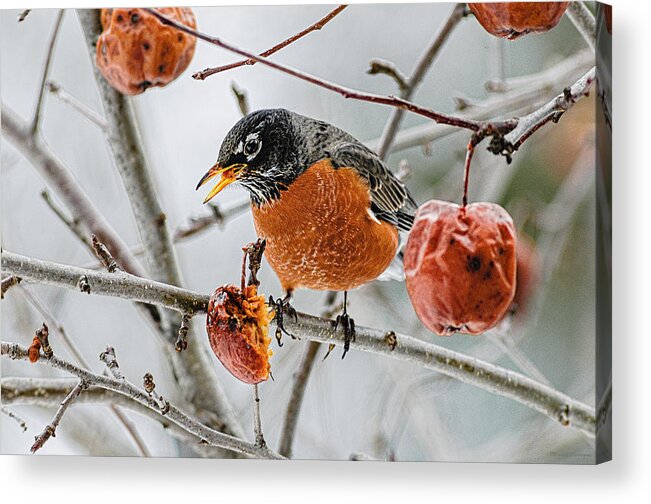 Robin Red Breast 3 Acrylic Print featuring the photograph Robin Red Breast 3 by Marty Saccone