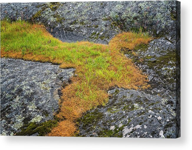 Oregon Coast Acrylic Print featuring the photograph Rock And Grass by Tom Singleton