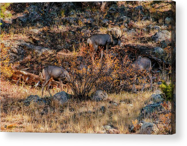  Acrylic Print featuring the photograph Rocky Mountain National Park Deer Colorado by Paul Vitko