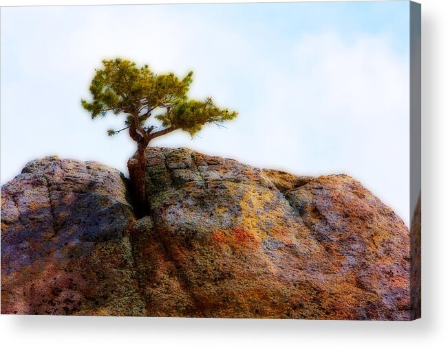 Colorado Acrylic Print featuring the photograph Rocky Mountain Tree by James BO Insogna