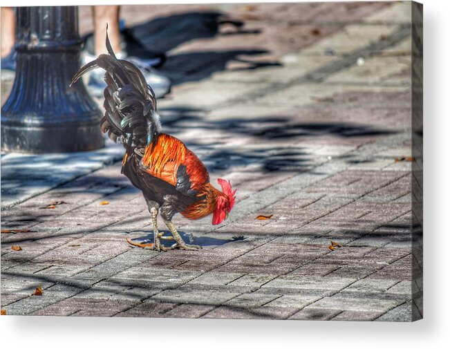 Rooster Acrylic Print featuring the photograph Rooster's Shadow by Joseph Caban