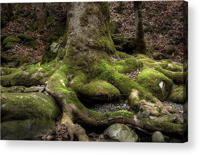 Roots Acrylic Print featuring the photograph Roots Along The River by Mike Eingle