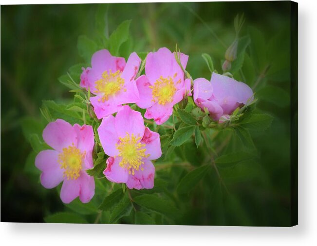 Wild Acrylic Print featuring the photograph Rosa Canina by Bonfire Photography