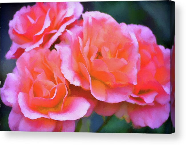 Floral Acrylic Print featuring the photograph Rose 369 by Pamela Cooper