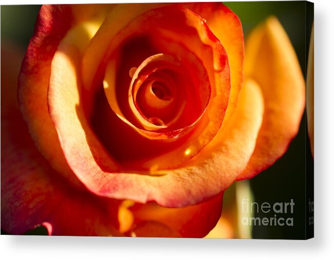 Flower Acrylic Print featuring the photograph Rose Glow by Jeanette French