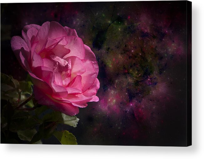 Rose Acrylic Print featuring the photograph Rose by Michele A Loftus