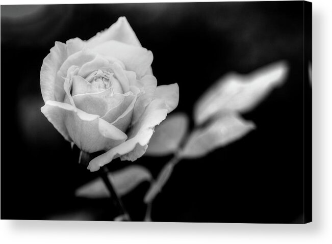 Colorado Acrylic Print featuring the photograph Rose by Norman Reid