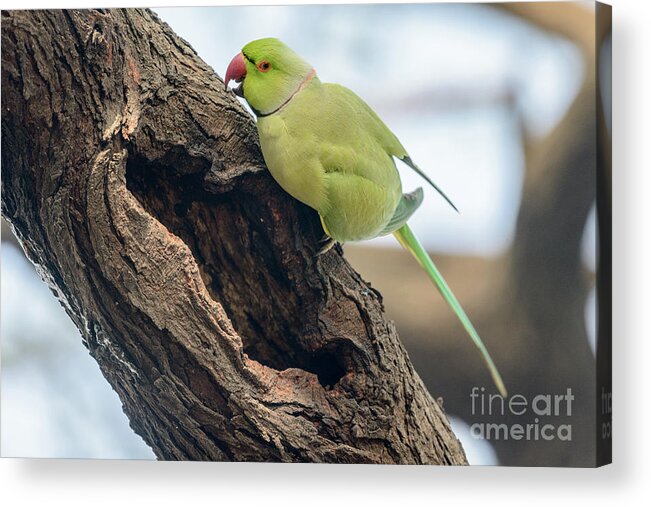 Bird Acrylic Print featuring the photograph Rose-ringed Parakeet 03 by Werner Padarin