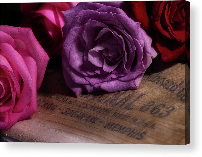 Roses Acrylic Print featuring the photograph Rose Series 2 by Mike Eingle