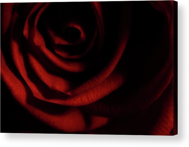 Rose Acrylic Print featuring the photograph Rose Series 3 Red by Mike Eingle