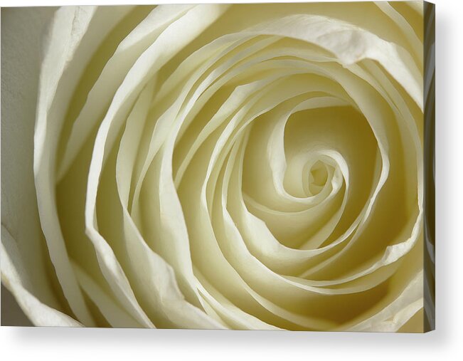 Rose Acrylic Print featuring the photograph Rose Series 4 White by Mike Eingle