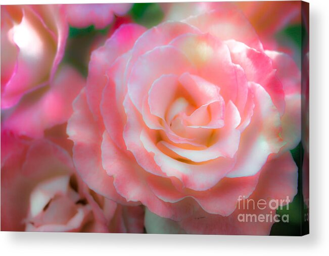 Roses Acrylic Print featuring the photograph Rose by Toni Somes
