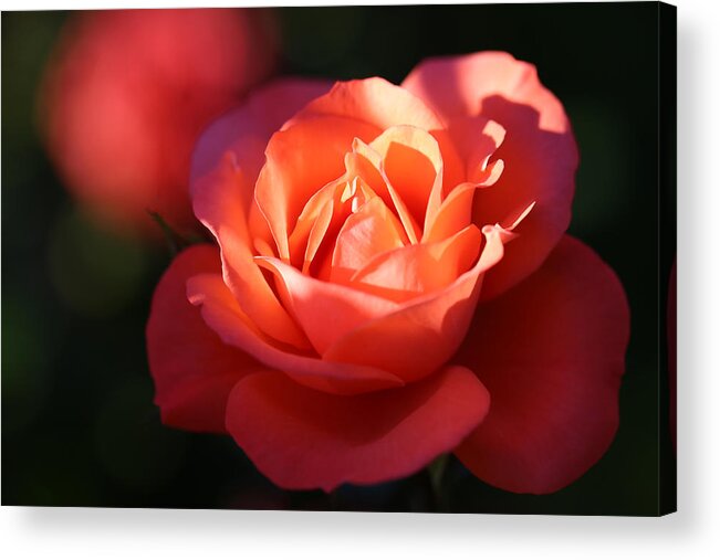 Rose Acrylic Print featuring the photograph Rose with a Glow by Tammy Pool