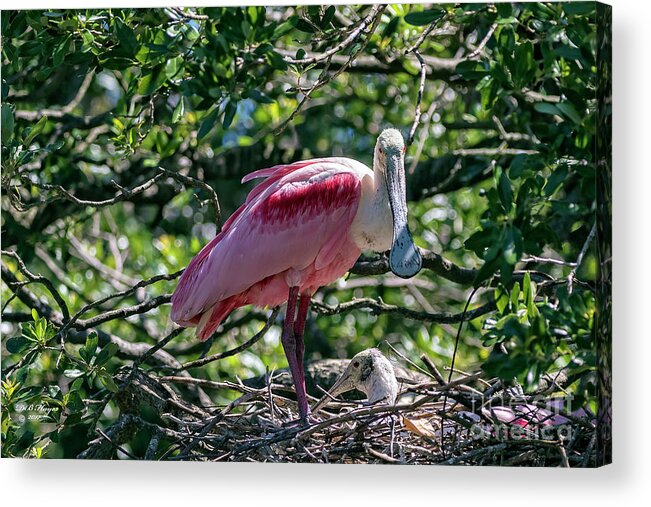 Birds Acrylic Print featuring the photograph Roseate Spoonbill and Chick by DB Hayes