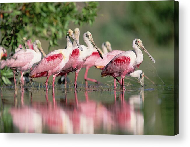00171421 Acrylic Print featuring the photograph Roseate Spoonbill Flock Wading In Pond by Tim Fitzharris
