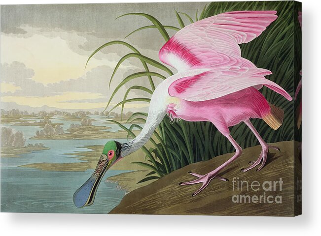 Audubon Acrylic Print featuring the painting Roseate Spoonbill by John James Audubon
