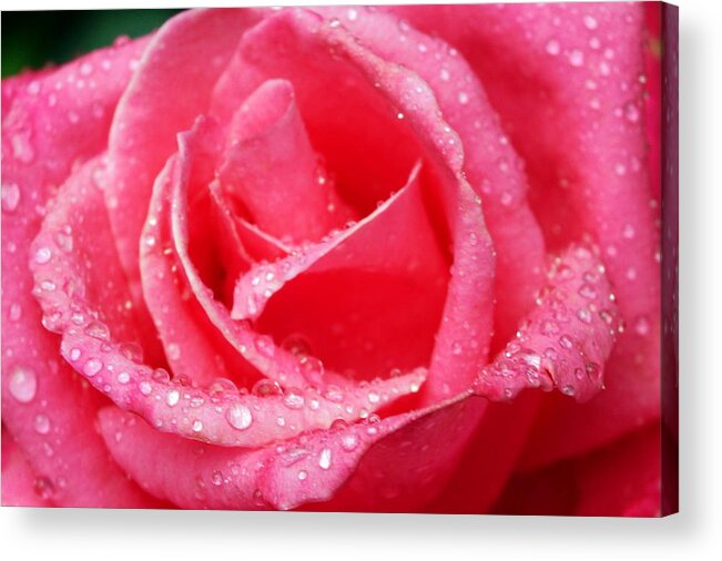 Close Up Acrylic Print featuring the photograph Rosey by Beth Collins