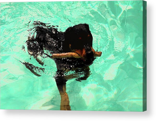 Rottweiler Dog Swimming Acrylic Print featuring the photograph Rottweiler Dog Swimming by Sally Weigand