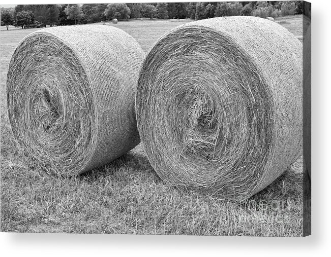 Hay Acrylic Print featuring the photograph Round Hay Bales Black and White by James BO Insogna