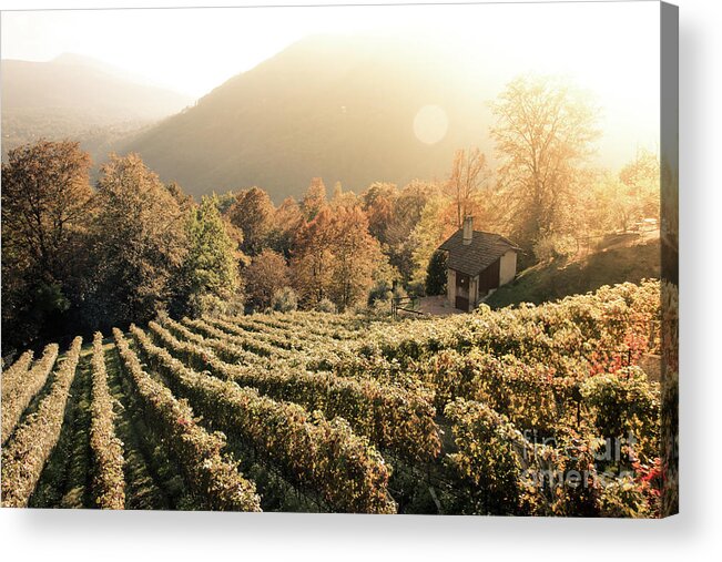 Autumn Acrylic Print featuring the photograph Rows of vine in a vineyard in ticino, switzerland at sunset by Amanda Mohler