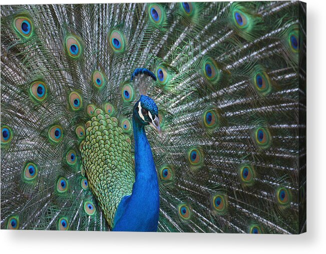 Indian Peacock Acrylic Print featuring the photograph Royal Fowl 3 by Fraida Gutovich