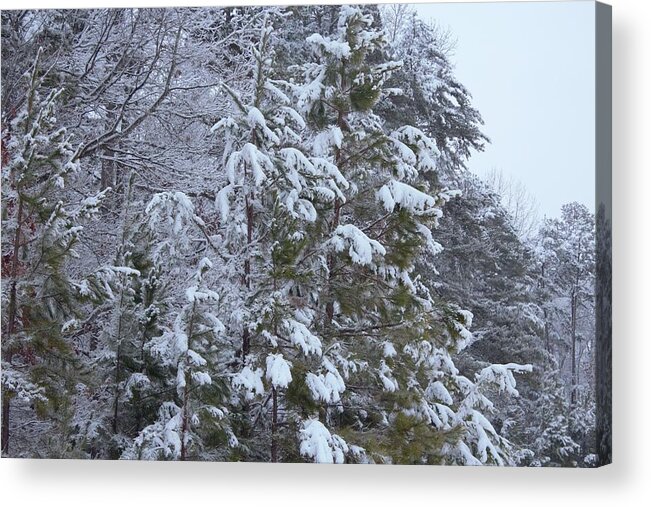 Winter Acrylic Print featuring the photograph Royal Pines by Ali Baucom