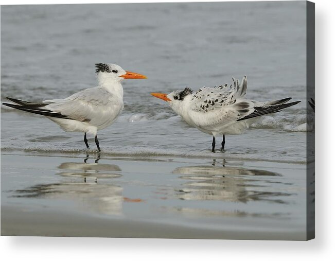 Royal Tern Acrylic Print featuring the photograph Royal Tern Adult and Juvenile by Bradford Martin