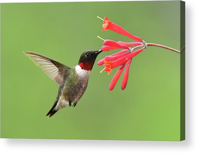 Bird Acrylic Print featuring the photograph Ruby-throated Hummer by Alan Lenk