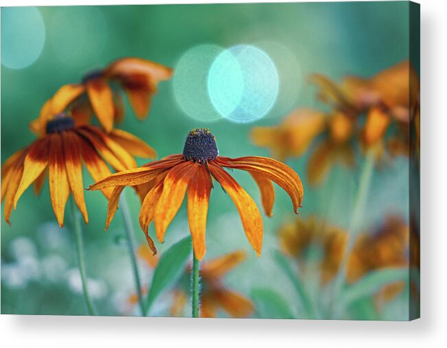 Flowers Acrylic Print featuring the photograph Rudbeckia by Hanna Tor