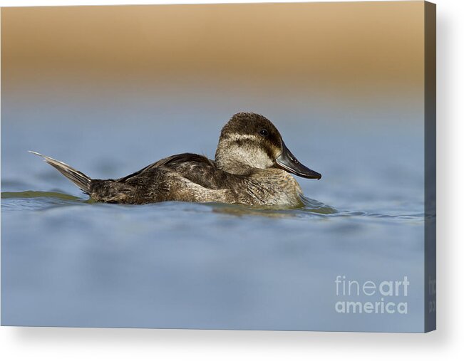 Ruddy Duck Acrylic Print featuring the photograph Ruddy on a cloud by Bryan Keil