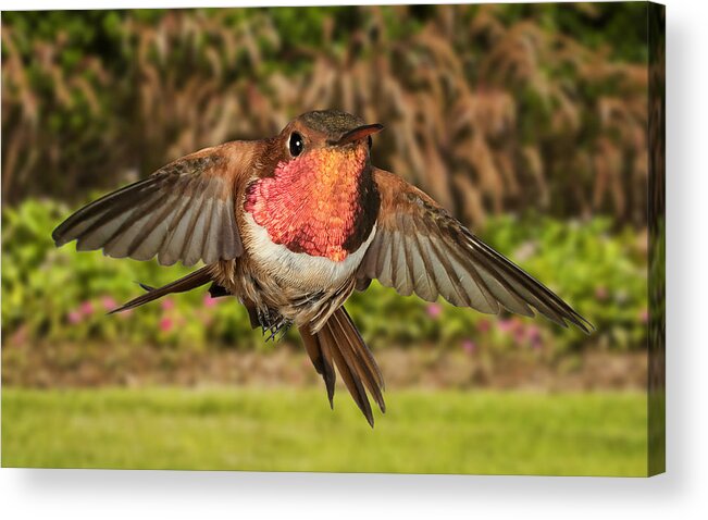 Bird Acrylic Print featuring the photograph Rufous - Digitally altered by Gregory Scott