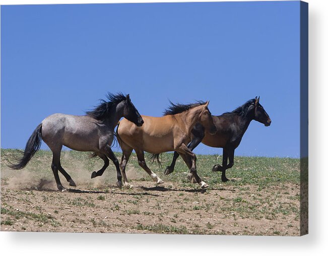 Wild Horse Acrylic Print featuring the photograph Running Free- Wild Horses by Mark Miller