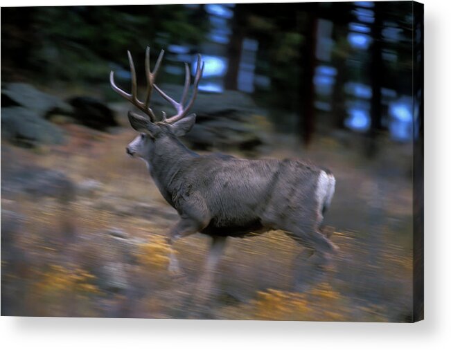 Mark Miller Photos Acrylic Print featuring the photograph Running Mule Deer Buck by Mark Miller