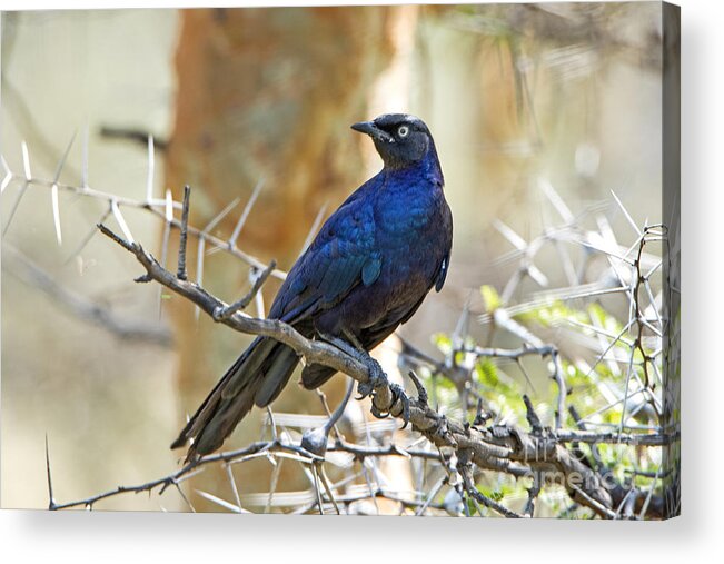 Bird Acrylic Print featuring the photograph Ruppels Glossy Starling by Pravine Chester