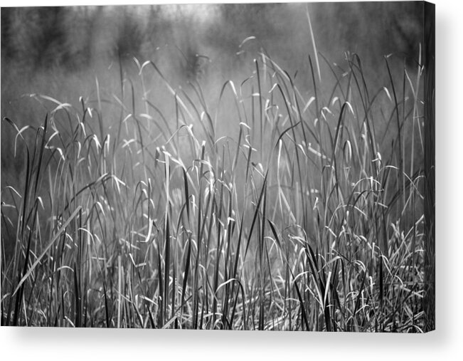 Rushes Acrylic Print featuring the photograph Rushes by Mike Evangelist