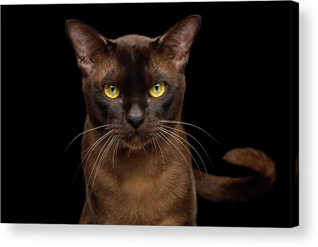 Sable Acrylic Print featuring the photograph Sable Burmese Cat by Sergey Taran