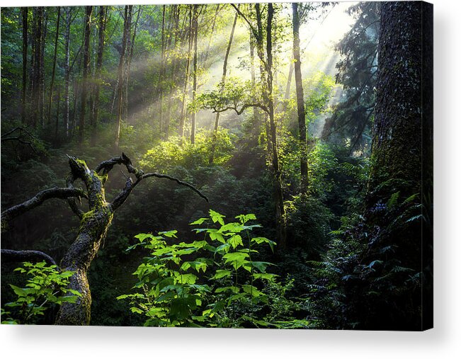 Light Acrylic Print featuring the photograph Sacred Light by Chad Dutson