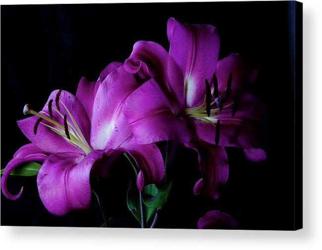 Lillies Acrylic Print featuring the photograph Sad but Pretty by Monte Arnold