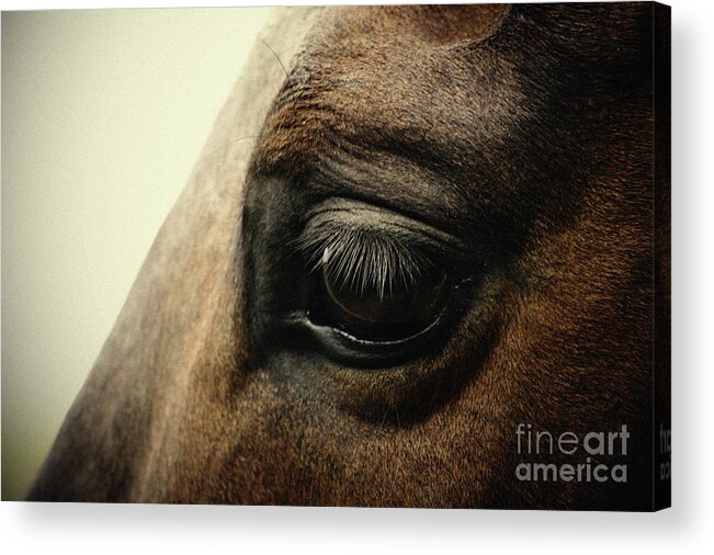 Horse Acrylic Print featuring the photograph Sadness horse eye by Dimitar Hristov