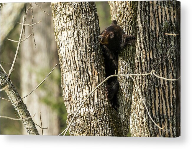 Bear Acrylic Print featuring the photograph Safe From Harm by Everet Regal