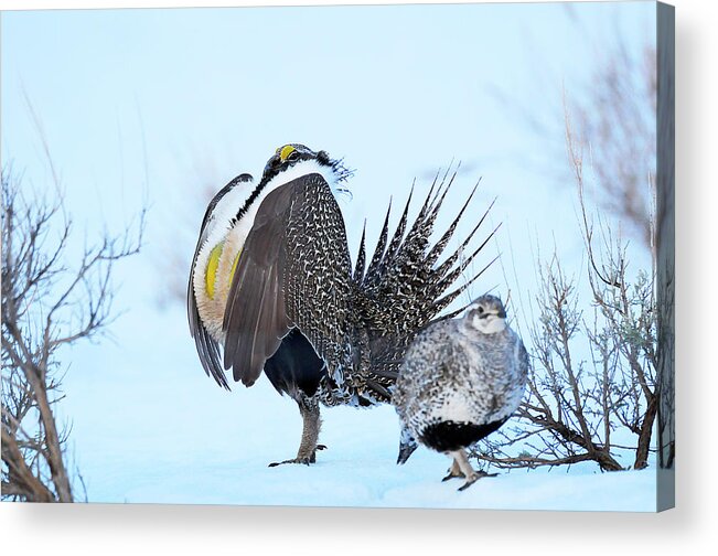 Bird Acrylic Print featuring the photograph Sage Grouse by Dennis Hammer