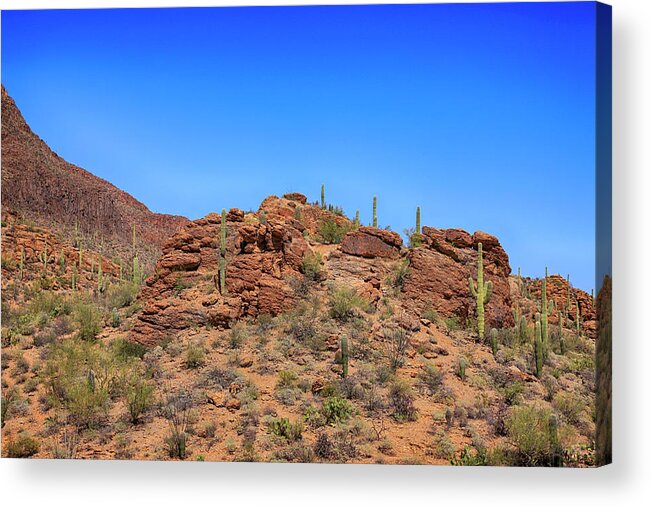 Saguaro Acrylic Print featuring the photograph Saguaro Tucson Mountains by Chris Smith