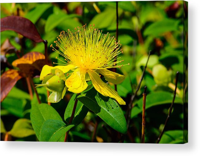 Flower Acrylic Print featuring the photograph Saint John's Wort Blossom by Tikvah's Hope