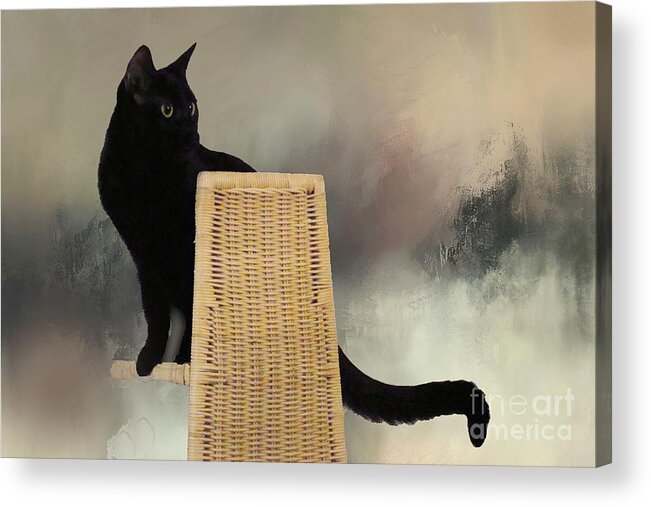 Cat Acrylic Print featuring the photograph Salem and the View from the Top by Janette Boyd