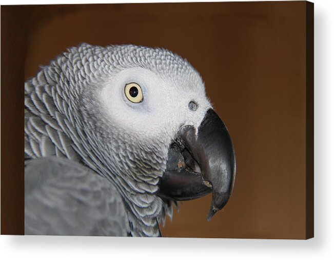 African Grey Acrylic Print featuring the photograph SAM by Andrea Lazar